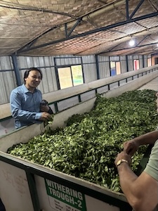 Tea leaves on a large tray, ready to be wilted