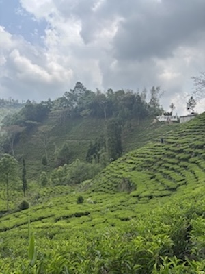 Tea gardens on the Ilam hillside